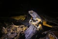 Side view of a Peter`s dwarf frog, Engystomops petersi, a dark brown frog or toad with orange dots and a white belly sitting on a