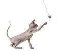 Side view of a peterbald, naked cat, playing with a toy