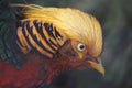 Side view of a pheasant head with golden hair Royalty Free Stock Photo