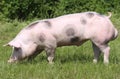 Beautiful pig grazing outdoors on natural green background Royalty Free Stock Photo