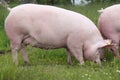 Side view photo of pink colored young sow on the meadow Royalty Free Stock Photo