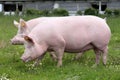 Side view photo of pink colored young sows on the meadow