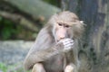 A young juvenile Hamadryas Baboon munching eating some food held in its hand