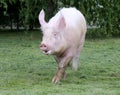 Domestic pink colored sow graze on pasture Royalty Free Stock Photo