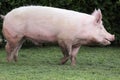 Side view photo of a young domestic pig sow on animal farm summertime Royalty Free Stock Photo