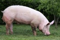 Domestic pink colored sow graze on pasture Royalty Free Stock Photo