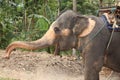 Side View Photo Of A Young Grey Elephant With Yellow Pigmented Skin, Big Ears, Open Mouth And A Long Truck On A Jungle Background
