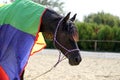 Side view photo of a young peaceful mare during training under a brand new colorful horse blanket Royalty Free Stock Photo