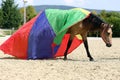 Side view photo of a young peaceful mare during training under a brand new colorful horse blanket Royalty Free Stock Photo