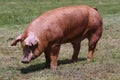 Side view photo of young pig near the farm Royalty Free Stock Photo