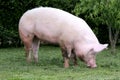 Side view photo of a young pig sow farmland Royalty Free Stock Photo