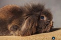 Side view picture of a adorable lion head rabbit bunny