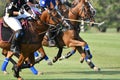 Side view picture of the Horse Polo Royalty Free Stock Photo