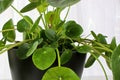 Side view of a pilea plant against a white background