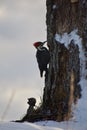 Side view of a Pileated woodpecker