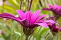 Side view of pink daisy flower close up on blurred background Royalty Free Stock Photo
