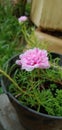 Side view of pink double-flowered moss-rose & x28;Portilaca grandifolia& x29;.