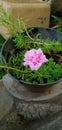 Side view of pink double-flowered moss-rose & x28;Portilaca grandifolia& x29;.