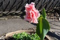 Side view of pink flower of double fringed tulip in March