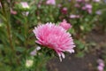 Side view of pink flowerhead of China aster