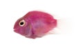 Side view of a pink fresh water fish swimming, isolated Royalty Free Stock Photo