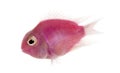 Side view of a pink fresh water fish swimming, isolated