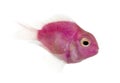 Side view of a pink fresh water fish swimming, isolated Royalty Free Stock Photo