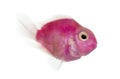 Side view of a pink fresh water fish swimming, isolated Royalty Free Stock Photo