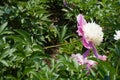 Side view of pink and white bicolor anemone-flowered peony in June Royalty Free Stock Photo