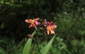 Side view of a pink, yellow and orange color ground orchid flower and few buds and a red ant on it Royalty Free Stock Photo