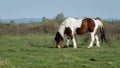 Side view of pinto horse in pasture while grazing grass Royalty Free Stock Photo