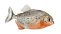 Side view on a Piranha fish Royalty Free Stock Photo