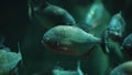 Side view of a piranha fish in water. Dark colors. Royalty Free Stock Photo