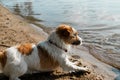 Side view of playful dog jack russell terrier on shore near water on sunny summer day. Active pet playing outdoors in nature Royalty Free Stock Photo