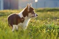 Side view of playful little young brown white dog welsh pembroke corgi standing on green grass in park on sunny day.