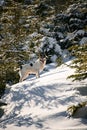 Side view on playful shepherd dog in mountain downhill backlited with sun among snow-covered fir trees Royalty Free Stock Photo