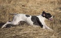 Side view of pointer running Royalty Free Stock Photo