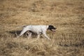 Side view of pointer walking Royalty Free Stock Photo