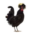 Side view of Polish Rooster crowing Royalty Free Stock Photo
