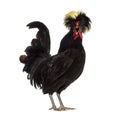 Side view of Polish Rooster crowing