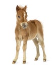 Side view of a poney, foal facing against white background Royalty Free Stock Photo