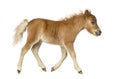 Side view of a poney, foal trotting against white background Royalty Free Stock Photo