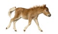 Side view of a poney, foal trotting against white background Royalty Free Stock Photo