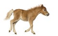 Side view of a poney, foal trotting against white background Royalty Free Stock Photo