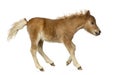 Side view of a poney, foal trotting against white background Royalty Free Stock Photo