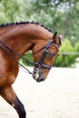 Side view portrait of a bay dressage horse during training outdo