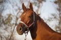 Side view portrait of an beautiful youngster Royalty Free Stock Photo