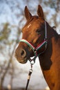 Side view portrait of an beautiful youngster Royalty Free Stock Photo