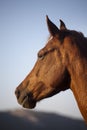 Side view portrait of an beautiful youngster Royalty Free Stock Photo