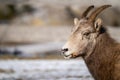 Side view portrait of a female ewe bighorn sheep eating grass, looking at camera. Copyspace available. Right aligned Royalty Free Stock Photo